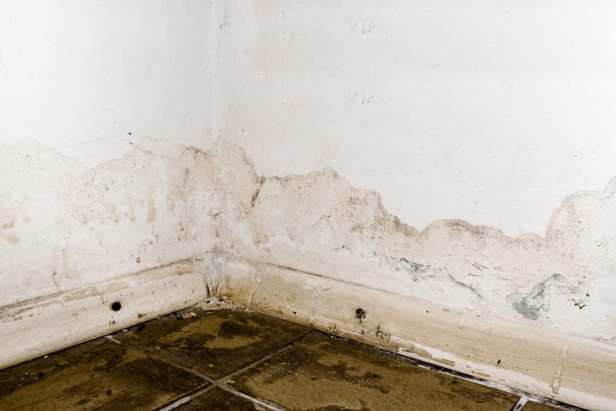 Mold growth on the floor, the baseboard, and the wall because of the water leak